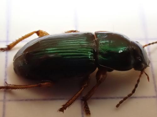 Réf. 337 153 : Harpalus affinis