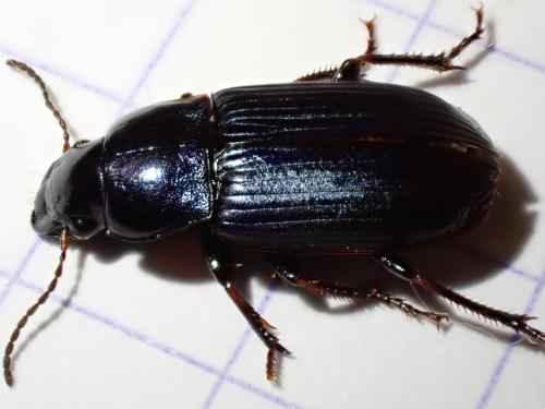 Réf. 337 154 : Harpalus distinguendus