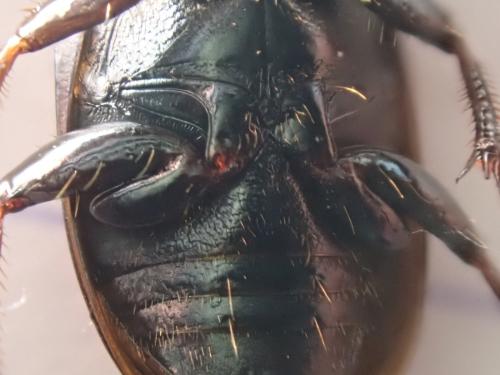 Réf. 337 159 : Harpalus distinguendus