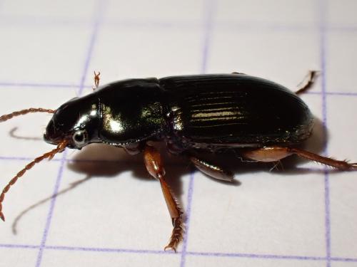 Réf. 337 164 : Harpalus affinis