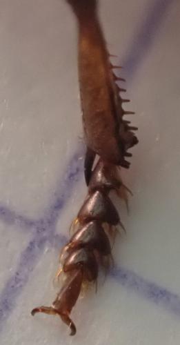Harpalus affinis