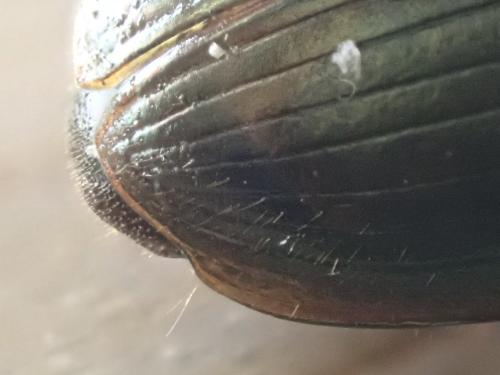 Harpalus affinis