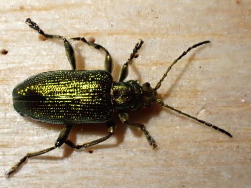 Réf. 337 237 : Plateumaris sp.