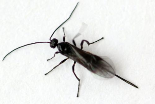 Bracon sp.