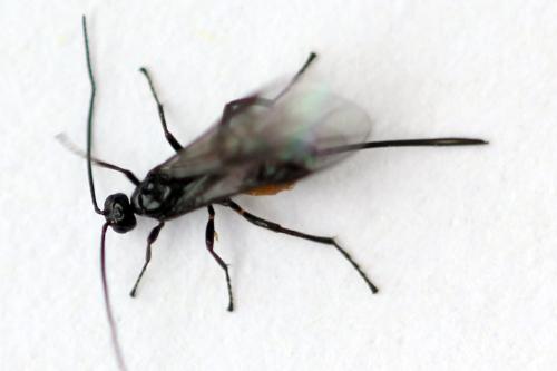 Bracon sp.