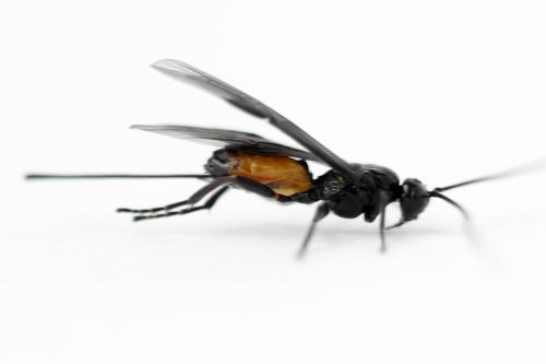 Bracon sp.