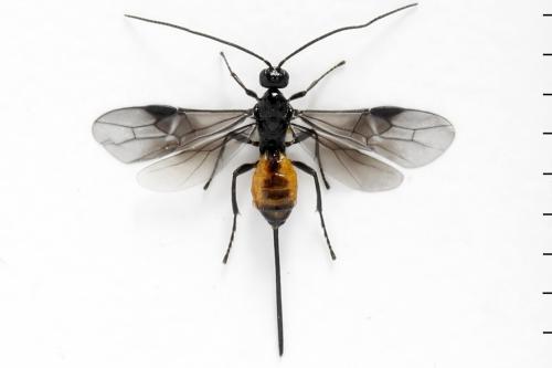 Bracon sp.