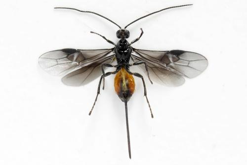 Bracon sp.
