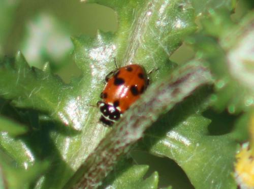 Hippodamia variegata