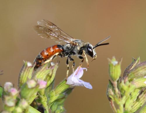 Lasioglossum sp.
