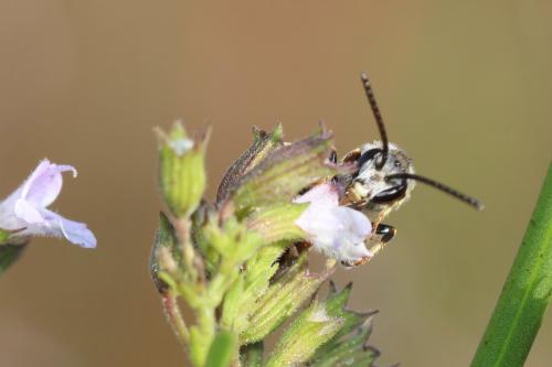 Lasioglossum sp.