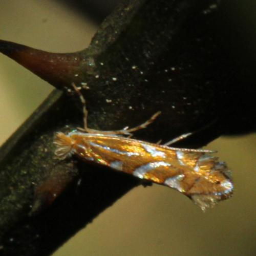 Phyllonorycter cocciferella
