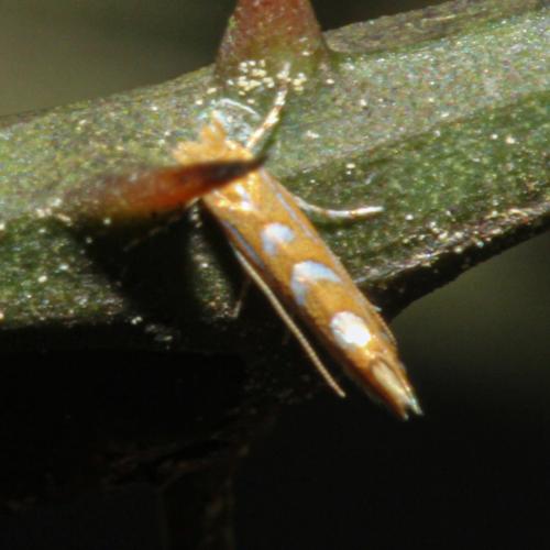 Phyllonorycter cocciferella