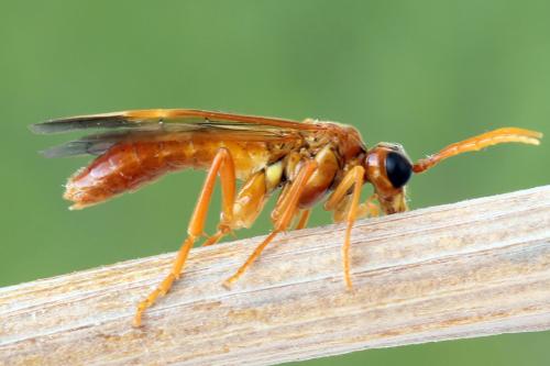 Tenthredo adusta