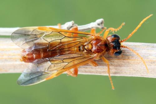 Tenthredo adusta