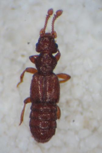 Réf. 337 392 : Euplectus tholini