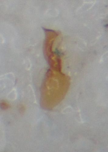 Réf. 337 393 : Euplectus tholini