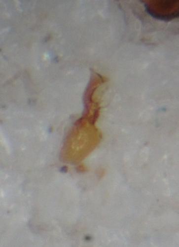 Réf. 337 394 : Euplectus tholini