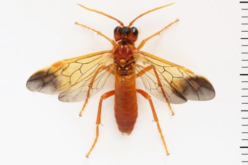 Tenthredo adusta