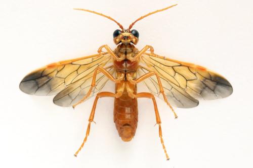 Tenthredo adusta