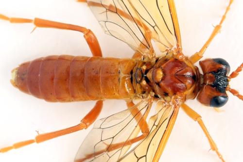 Tenthredo adusta