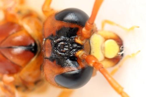 Tenthredo adusta