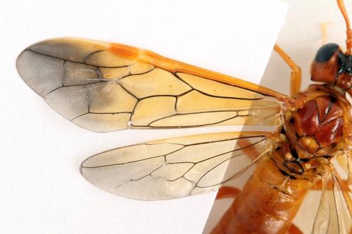 Tenthredo adusta