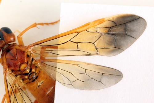 Réf. 337 867 : Tenthredo adusta