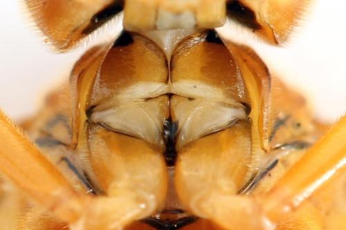 Réf. 337 868 : Tenthredo adusta