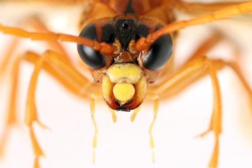 Tenthredo adusta