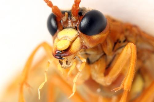 Tenthredo adusta
