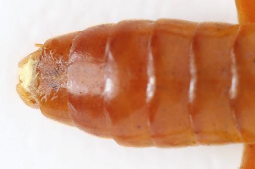 Tenthredo adusta