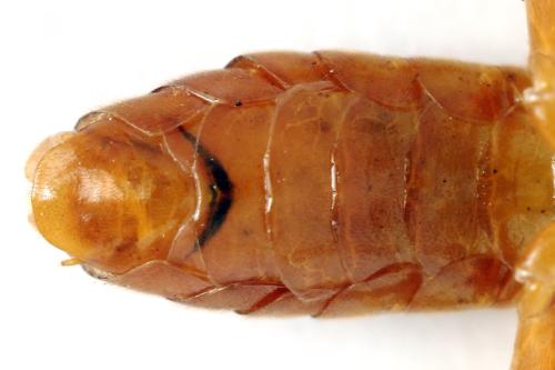 Tenthredo adusta