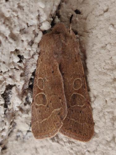 Réf. 337 564 : Orthosia cerasi