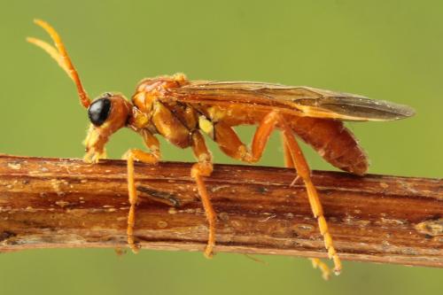 Tenthredo adusta