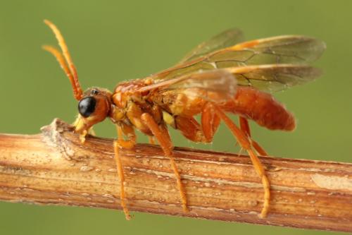 Tenthredo adusta