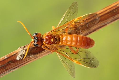Tenthredo adusta