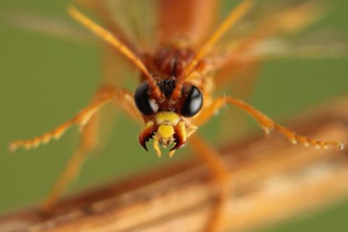 Tenthredo adusta