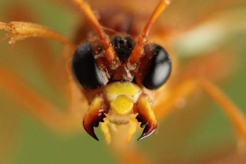 Tenthredo adusta