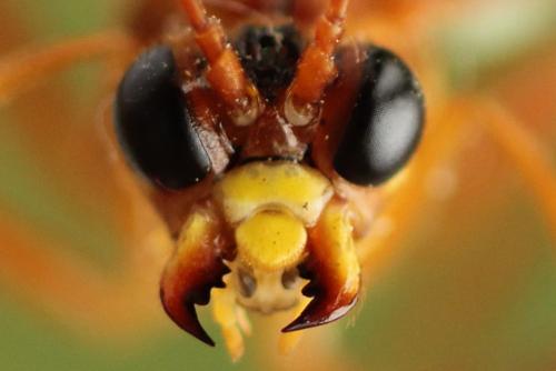 Tenthredo adusta