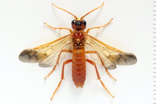 Tenthredo adusta