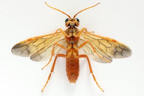 Tenthredo adusta