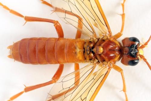 Réf. 337 901 : Tenthredo adusta