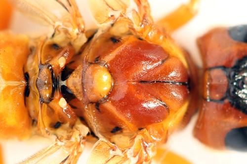 Tenthredo adusta