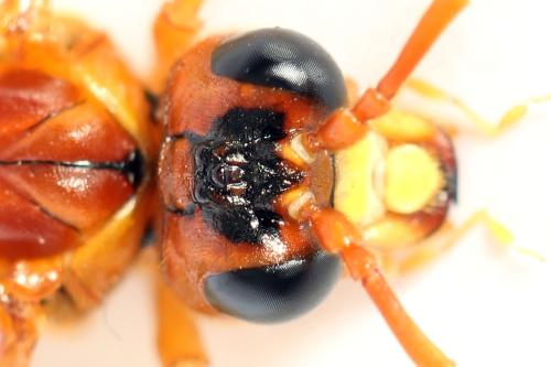 Tenthredo adusta