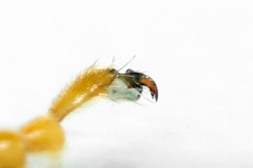 Tenthredo adusta