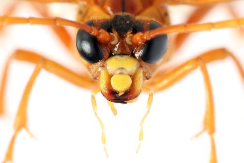 Tenthredo adusta