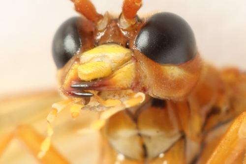 Tenthredo adusta