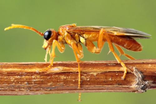 Tenthredo adusta