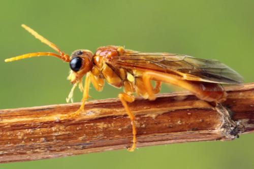 Tenthredo adusta
